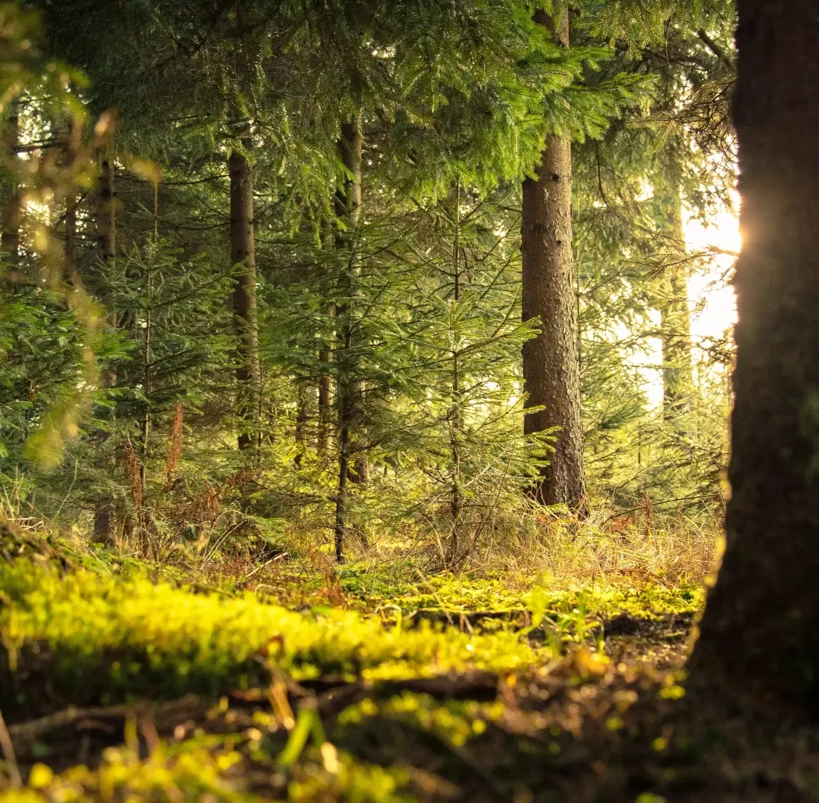 Prodej lesa – vykoupíme dřevní hmotu i lesní pozemek